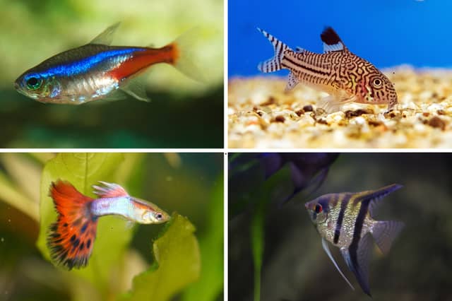 How long do Guppies, Tetras and Angelfish live for?