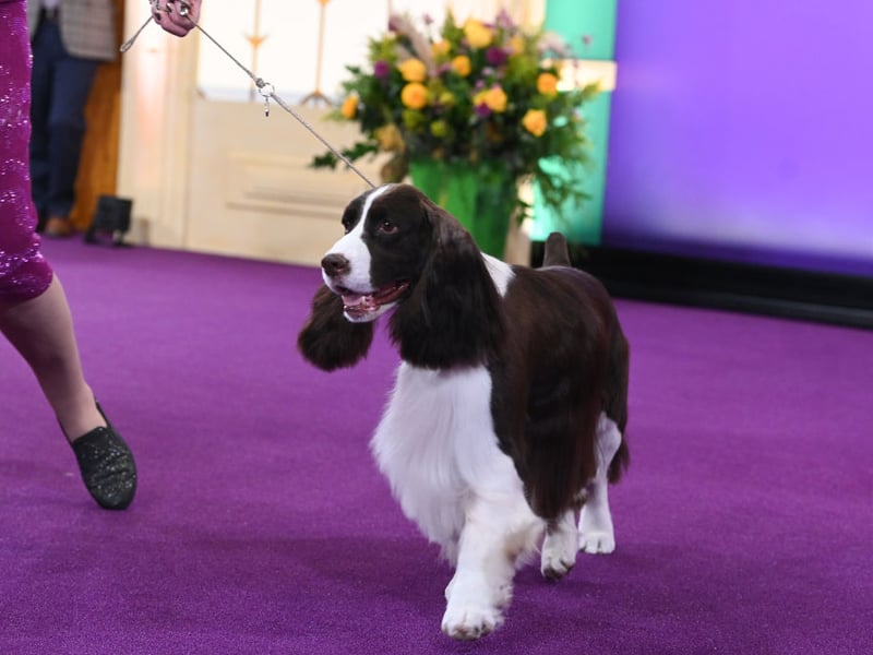The Springer Spaniel was bred as a hunting dog, but hasn't anything like as much energy as others used for the same purpose. While they need regular physical activity, it's really games that they love - keeping their active brains busy.