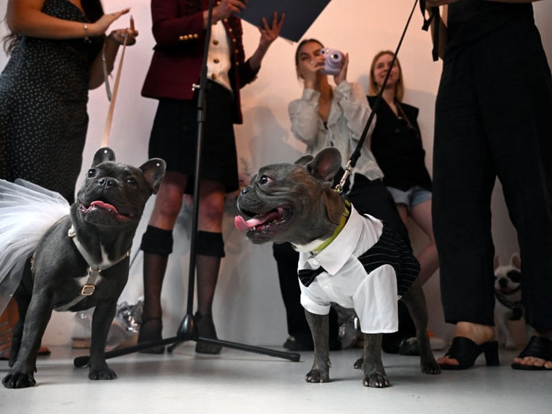 Originating from English Bulldogs bred in France, hence the name, the French Bulldog is a compact and playful breed with moderate energy needs. These wee characters love popping out fir a walk and playing with their beloved owners, but won't thank you for intense exercise routines.