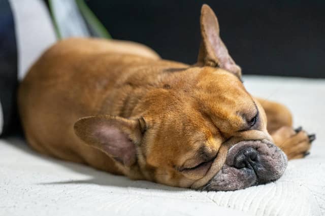 Some dogs are just as happy napping on the couch as they are heading out on adventures.