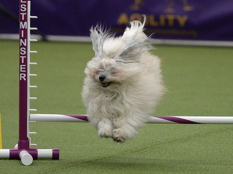Havanese dogs are social butterflies who adore human companionship - like The Carpenters, they just want to be 'Close to You'. Their bouncy, cheerful personality and playful behavior make them thrive in loving homes where they get plenty of interaction. These happy wee dogs like being the centre of attention. 