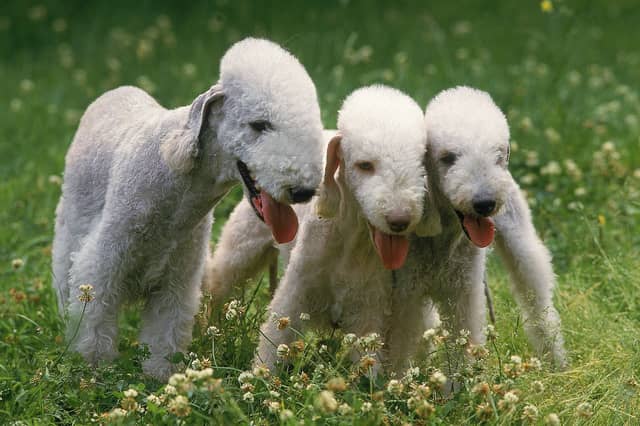 Some dogs seem to be born happy.