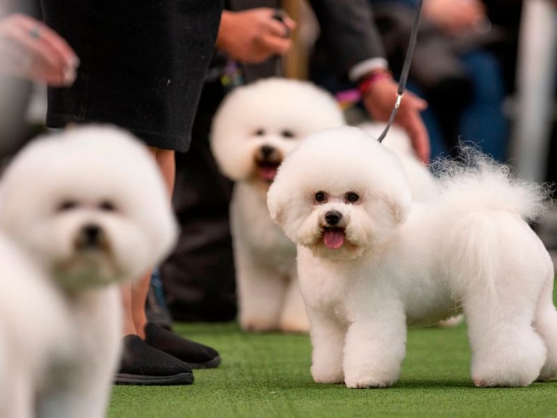 The Bichon Frise is known as being a small dog with a BIG happy personality. These wee charmers are hugely affectionate and like nothing better than snuggling up with their owners - making them equally happy.