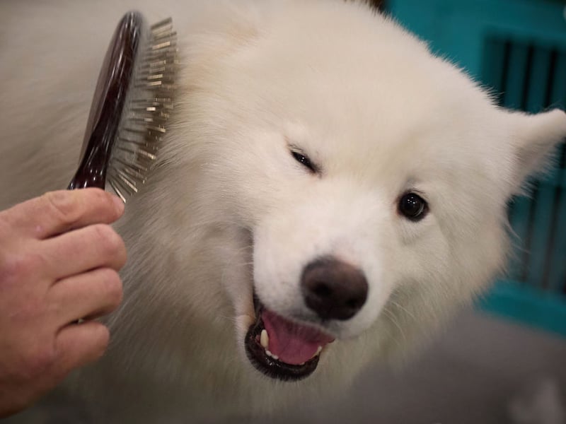 Nicknamed the 'Smiling Sammie', this breed literally looks like it’s grinning most of the time. It's the Joker of the dog world, without the evil schemes. Samoyeds are affectionate, sociable, and gentle, with a love for both play and snuggles that keeps them - and their owners - content.