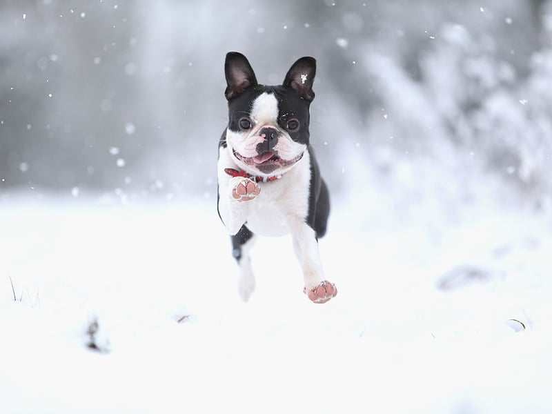 With their tuxedo-like coat and bright personality, Boston Terriers are natural entertainers - the dog that would most likely win a spot at the Royal Variety Performance. They are playful, affectionate, and humorous. Their love of clowning around and showing off, means they make everyone around them smile too.