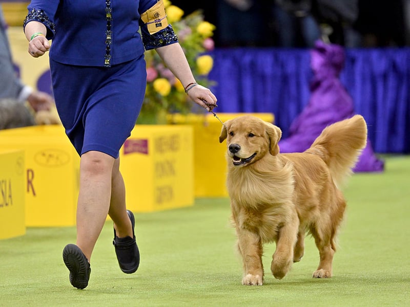 What is true of the Labrador Retriever also tends to be the same for their close cousin the Golden Retriever. These boisterous buddies may manage to look sad when they are begging for food, but the silly grin will be back soon. 