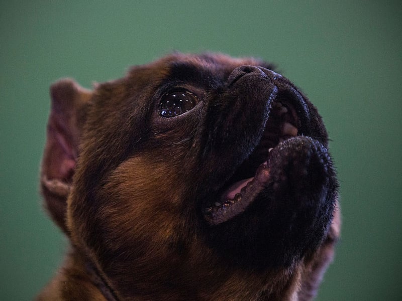 Another small dog breed overflowing with joie de vivre is the cheeky Brussels Griffon. Sometimes their cheeriness can grow into slight self-importance, but these wee pooches could never be described as glum or introverted.