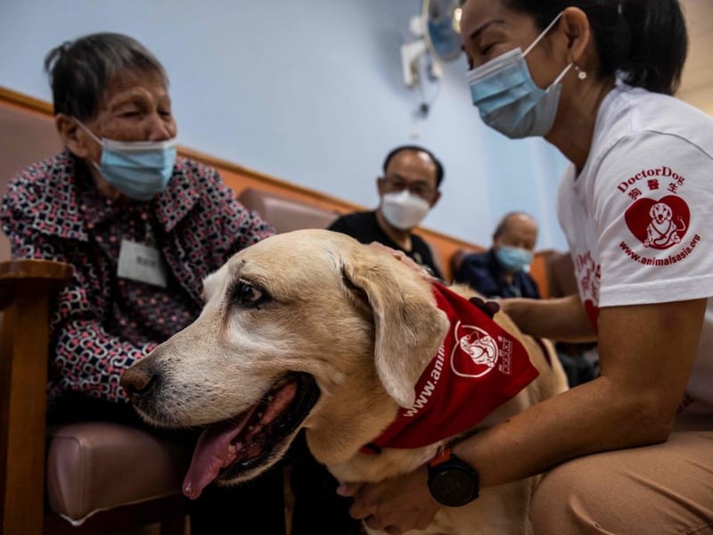 When it comes to big silly infectious smiles, it's hard to beat those plastered across the face of a typical Labrador Retriever. They have been the UK's (and the world's) most popular dog for decades and their sunny disposition is one of the reasons why.