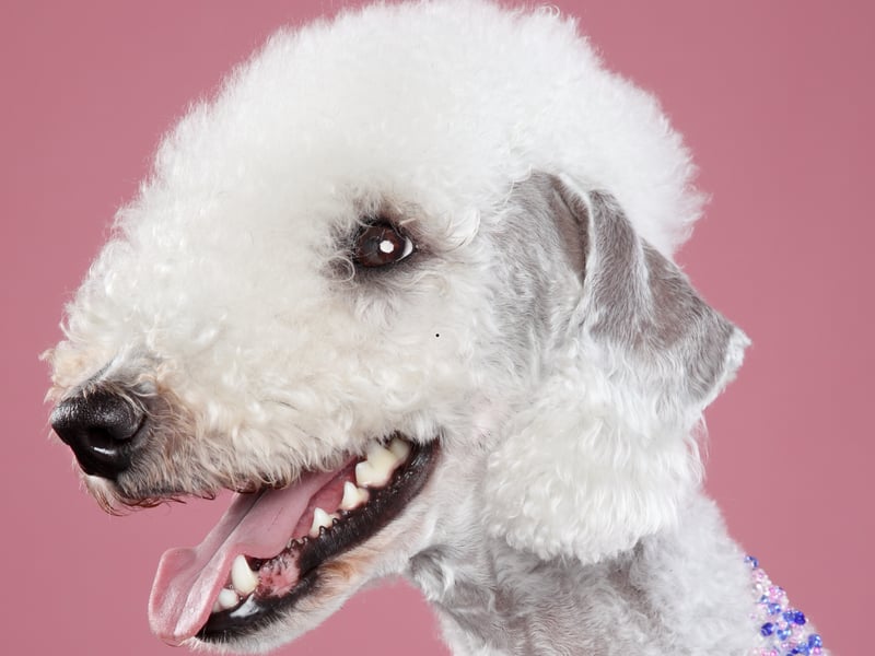 Several Bedlington Terriers have become 'Insta-famous' on social media due to their incredibly smiley faces. They may have been bred to hunt rats, but those Hollywood smiles are now more likely to catch the attention of cameras. 
