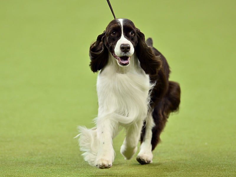 What spaniel breed is the happiest - the Cocker Spaniel or the Springer Spaniel? We reckon it's an adorable dead heat. 
