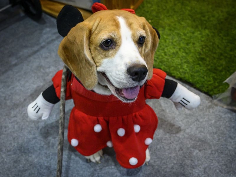 The American Kennel Club has it spot on when it describes the Beagle as "happy-go-lucky, merry, and friendly". When most dogs are happy they wag their tails, when a Beagle is happy they somehow manage to wag their entire body at the same time.