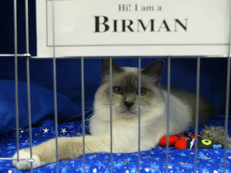 Birmans are relaxed and affectionate cats that enjoy a play a couple of times a day but who are then happy to curl up for a long and enjoyable sleep. You'd certainly never describe them as being 'high energy'.