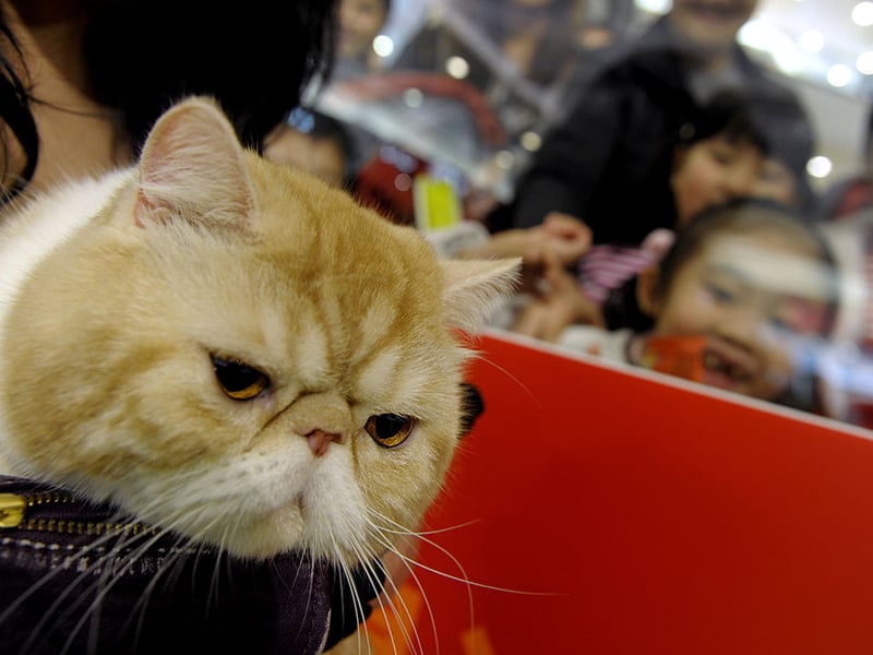 Exotic Shorthairs share the Persian’s calm personality without the high-maintenance coat. They are affectionate lap cats who would pick cuddling over running around nine times out of 10.