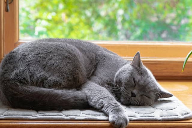 Some cats are seemingly born to nap!