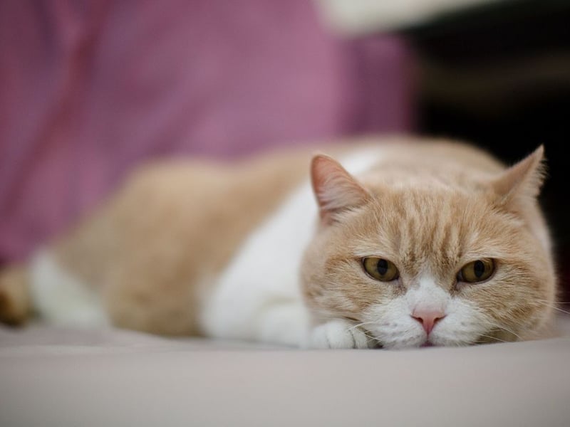 British Shorthairs are independent and placid kitties. They enjoy short bursts of play but mostly prefer sitting comfortably, observing their surroundings, and sleeping for hours on end - happily purring away to themselves.