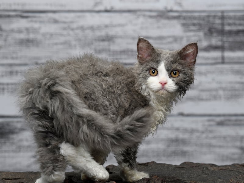Selkirk Rex cats are a mellow and tolerant breed of cat. They enjoy affection and gentle play but are generally content lolling around their home, meaning they are ideal additions to relaxed households.