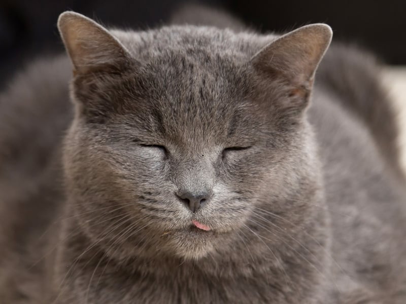 Chartreux cats are quiet and calm. They form strong bonds with their owners but communicate this through curling up on your lap rather than being your constant play buddy.