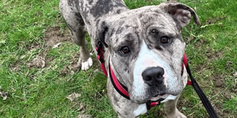 Meet Purdy, a gorgeous 11-month-old Bulldog cross with a "sponge face" and a heart of gold. Found abandoned at a local vet, this cheeky lass is a comical, affectionate "pudding" who thrives on attention and boasts a swagger that would put Liam Gallagher to shame.