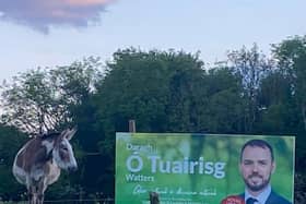 A Connemara donkey looks on at a 2024 Local Election poster of former CPBS President, Darragh Ó Tuairisg . . . tensions have turned toxic at CPBS  in recent weeks 