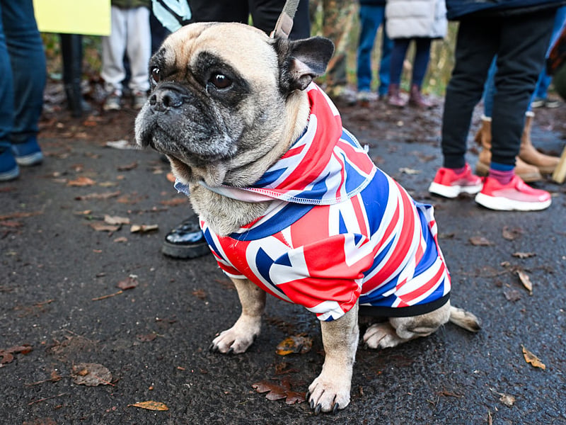 The adorably wrinkly Pug is cute but these dogs are prone to developing a host of health issues, giving these small pups an average life of 7.65 years.