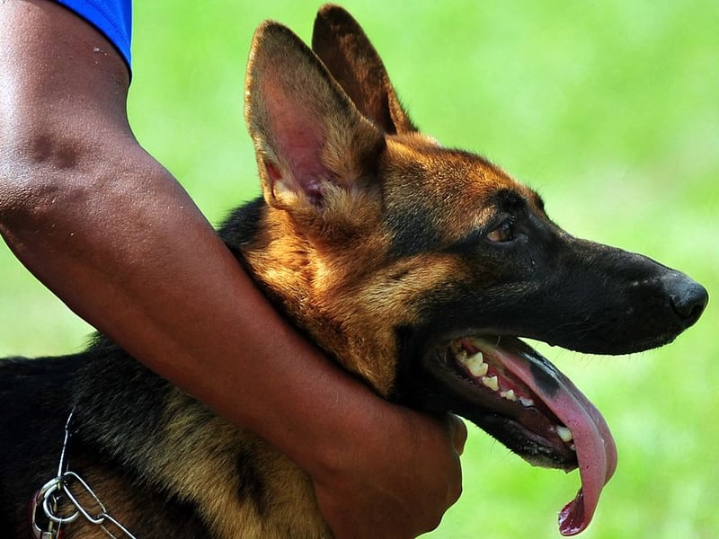 Popular with the army and police forces - and used for everything from sniffing out drugs to sentry duty - the German Shepherd lives for an average of 10.16 years.