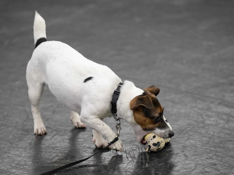 The Jack Russell Terrier was the longest living breed that the study looked at - with an average age of 12.72 years. The cheery wee dogs were originally bred for fox hunting in North Devon.