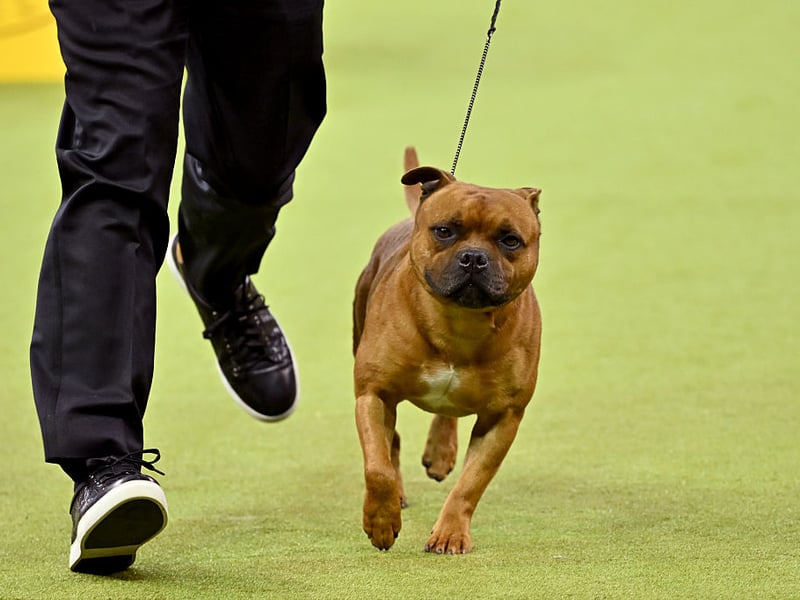 The loving - and often misunderstood - Staffordshire Bull Terrier has an average lifespan of 11.33 years. They were first recognised as a pure breed pedigree dog by the UK Kennel Club in 1935.
