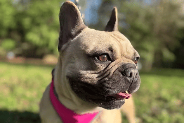 Pepper is a sweet-natured Frenchie rescued from stray kennels who is finally putting her days of being used for breeding behind her. She is incredibly affectionate, known for giving the "best kisses," and desperately craves human company, often preferring to shadow her owners rather than play with toys.