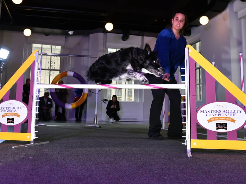 The world's most intelligent dog breed, the Border Collie is also one of the most long lived - with an expected life of 12.10 years. Bred first on the border between England and Scotland, it's often very successfully used to herd sheep.