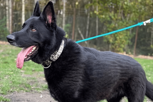 Blaze is an adorable and loyal German Shepherd who is finally ready for a fresh start after spending 19 long months in isolation at stray kennels. Despite his turbulent past, he remains a "perfect gentleman" who adores ball games and craves human affection above all else. 