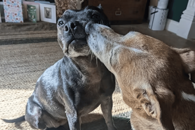 After losing their owner and spending five months in kennels, these "not so doddery" seniors have flourished in foster care as the perfect, clean, and affectionate houseguests. Isla and Rolo are a bonded pair of "comfort blankets" who love nothing more than mooching in a quiet garden or curling up together on a warm sofa.