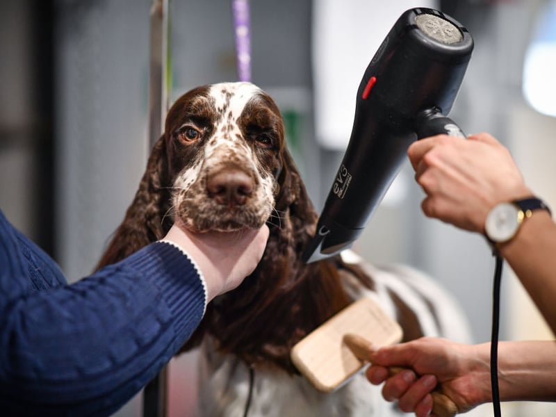The wonderfully bouncy Springer Spaniel is expected to live around 11.92 years. Before becoming loved family pets, they were used to flush out (or 'spring' - hence the name) and retrieve game by hunters.