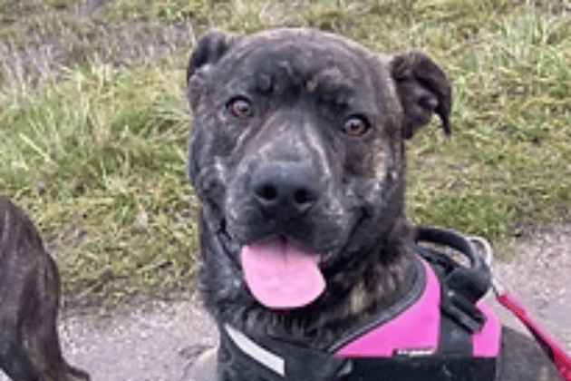 Morris is a joyful Staffy cross who was saved from stray kennels on Christmas Eve, just hours before he was scheduled to be put to sleep through no fault of his own. This "delicious" young man is full of puppy energy, loves every person he meets, and is proving to be a quick learner who already knows his basic commands.