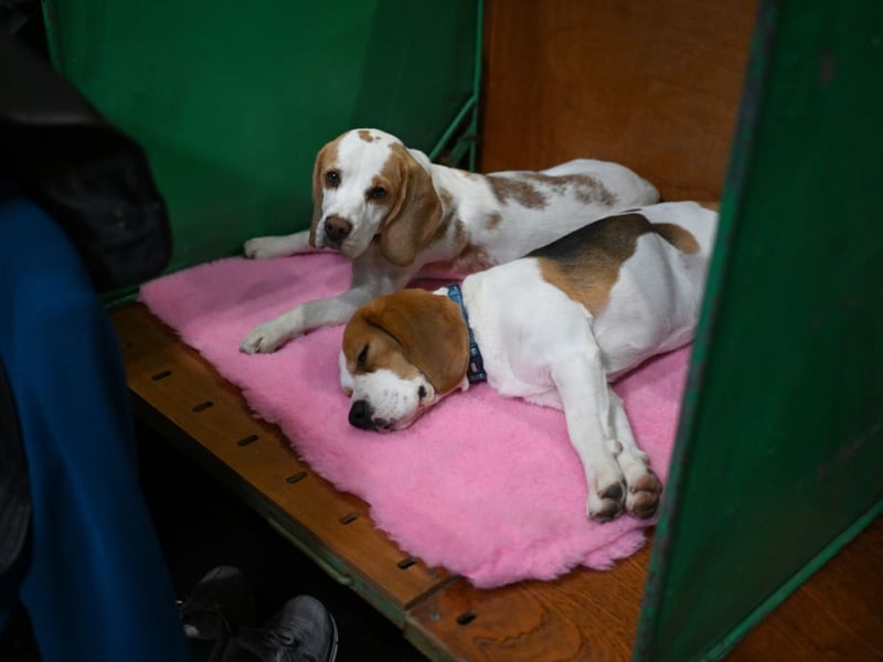 A boisterous scent hound that love to run around in a pack, Beagles have an average lifespan of 9.85 years. These days they are often used as a detection dog to check for prohibited items in airposrt customs.