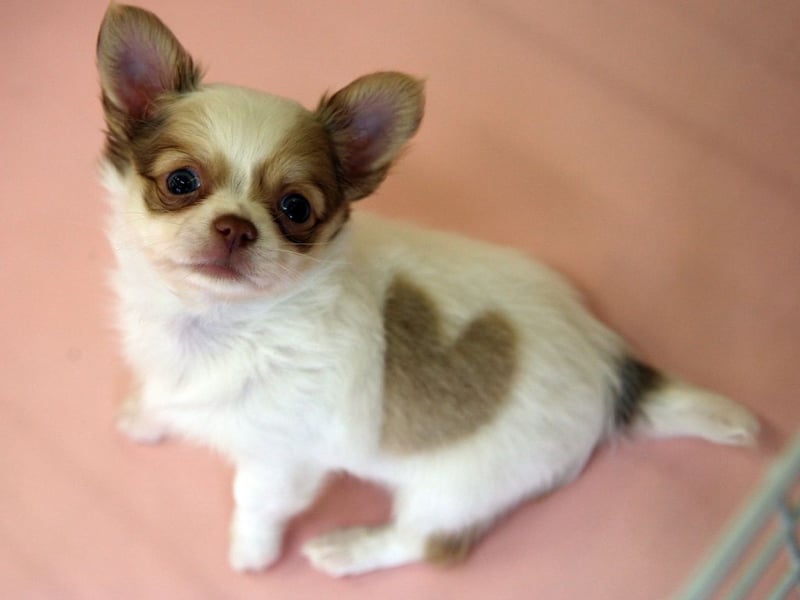 A 21-year-old Chihuahua was named the world's oldest living dog a few years ago, but researchers found the average pup only lives for 7.91 years. It holds the crown of the world's smallest dog. 