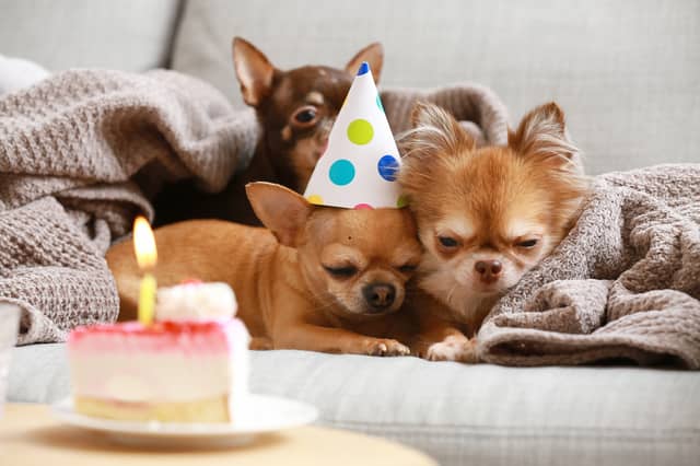 The average Chihuahua will celebrate seven birthdays.