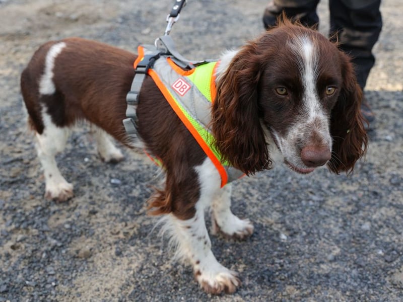 Originally bred to be a gun dog like their longer-living Springer cousins, energetic Cocker Spaniels reach an average age of 11.31 years.