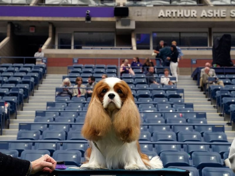Known for being gentle and affectionate, the Cavalier King Charles Spaniel can expect to live for an average of 10.45 years. It was bred to resemble Charles II's spaniel during the English Civil War, when the king's supporters were known as Cavaliers - hence the name.