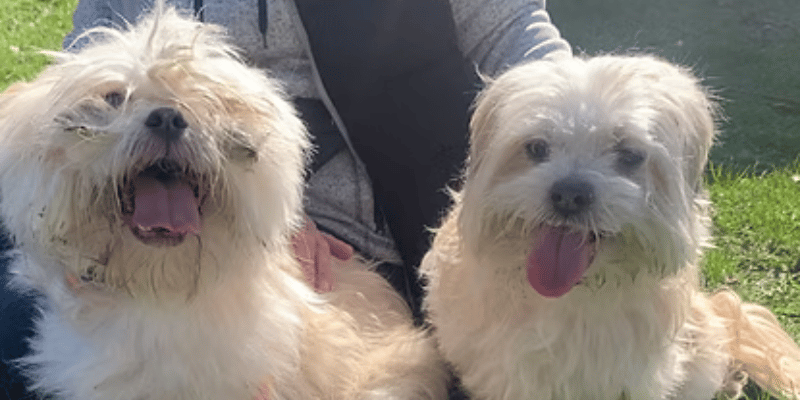 Lily and Winston are a devoted mother-and-son duo who arrived as an emergency rescue after their owner sadly became too ill to care for them. While 10-year-old Winston can be a little nervous and 12-year-old Lily is slightly hard of hearing, this comical pair are affectionate characters who love nothing more than a quiet garden to explore side-by-side.
