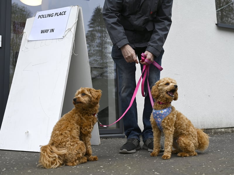 A pair of pups outside the polling station at The Hub in Bearsden.