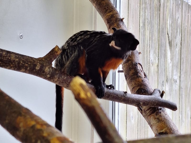 Tropical World in Roundhay is running 'Monkey Madness' throughout half term. Families can explore the indoor climate-controlled biomes, join zookeeper talks, test their knowledge with Monkey Bingo, and tackle interactive outdoor challenges.
