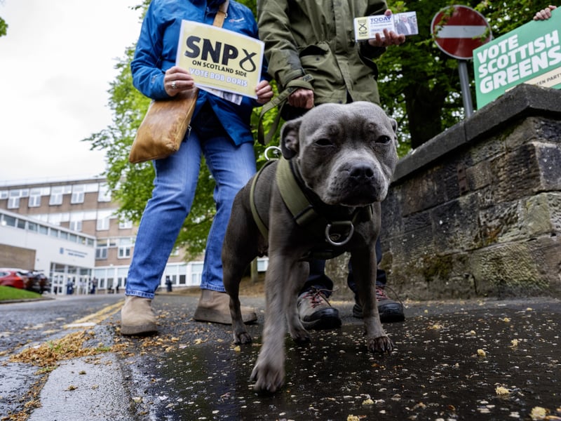 A dog helps out SNP supporters outside the polling station at Cleveden Secondary School in Glasgow.