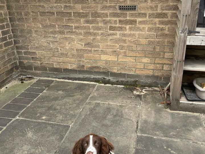 One Facebook reader shared an image of Bronte, waiting patiently outside while their owner votes.