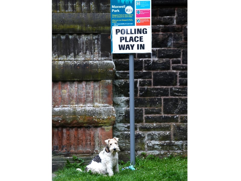 Lotte the Wire Fox Terrier outside Pollokshields Burgh Hall, Glasgow.