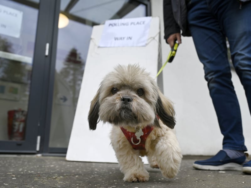 A puppy at the polling station at The Hub, in Bearsden.