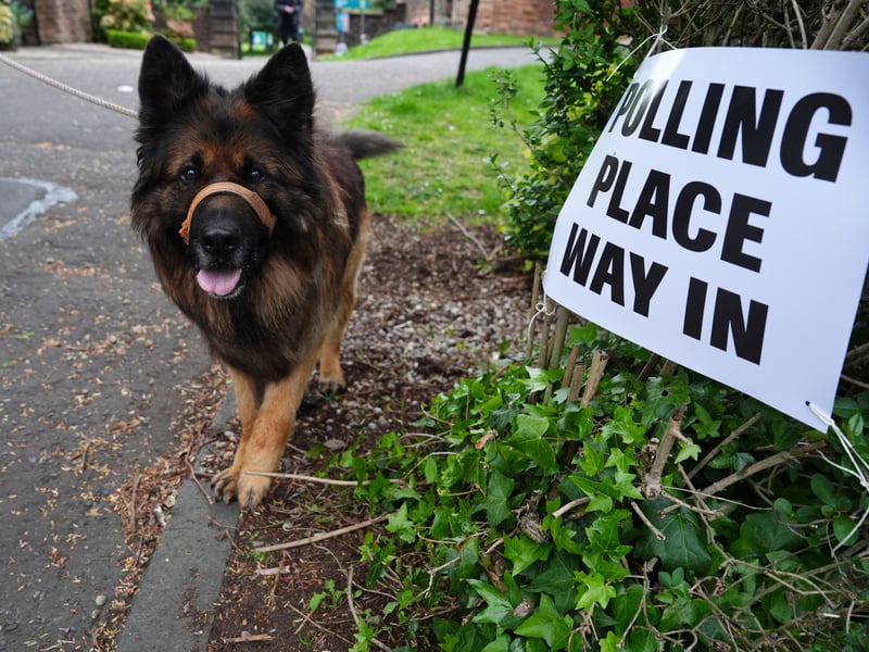 A German Shepherd waits outside Pollokshields  Burgh Hall polling station in Glasgow.