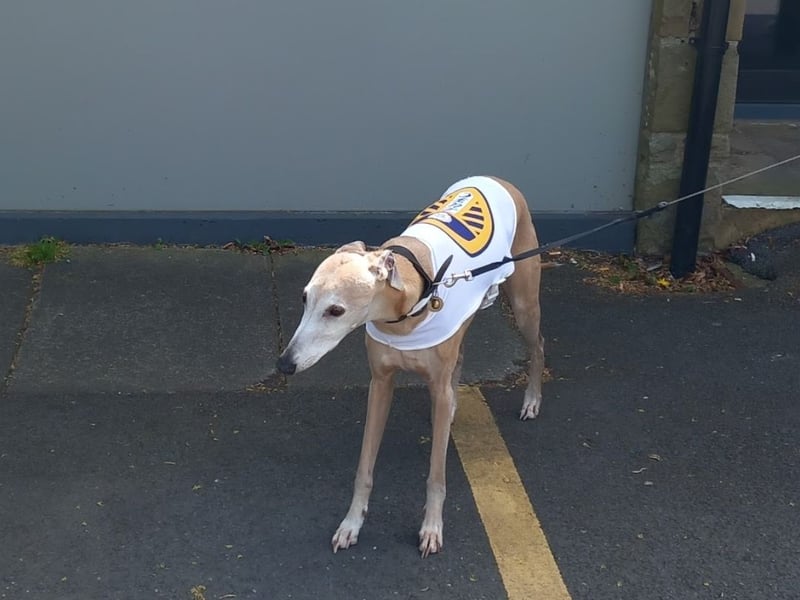 Would it really be an election day gallery without at least one dog at the polls - in this case, Murphy.