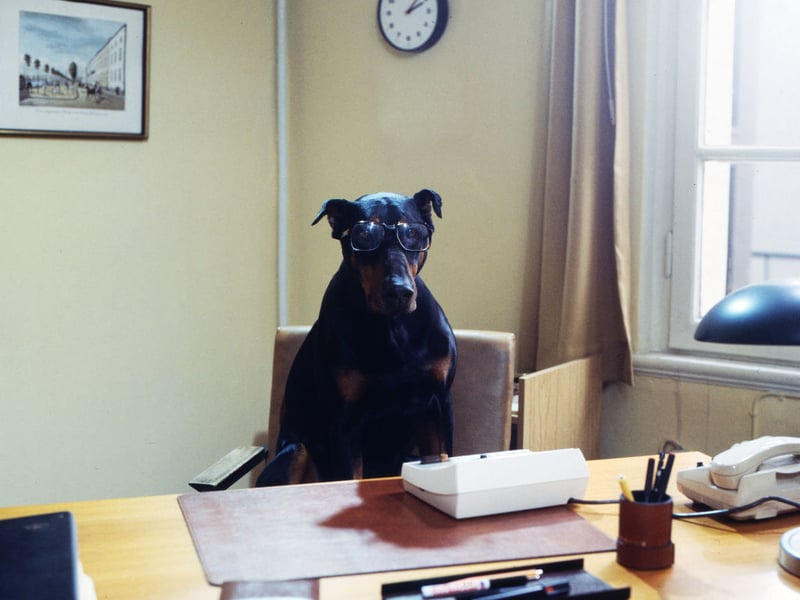 The Dobermann, or Doberman Pinscher, is the fifth smartest breed of dog in the world. They have a remarkable talent for gauging perceived threats, which makes them a great guard dog - particularly since they are also very loyal and protective towards their home and owner.