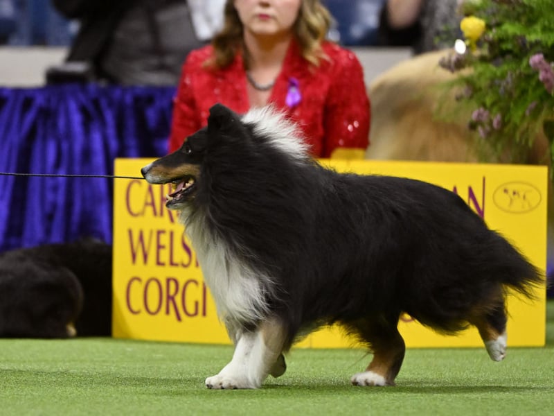 Like Border Collies, Shetland Sheepdogs are great at herding animals due to their extreme intelligence. They thrive on being given new things to learn - the more energetic the better.
