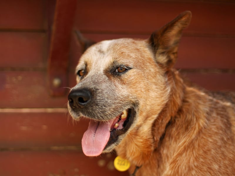 Still used today to herd animals on Outback ranches, the Australian Cattle Dog may not be a common site in Britain's parks but it has brains to spare. They respond particularly well to structured training, while also have an incredible ability to learn for themselves. They'll be running rings around you in no time. 